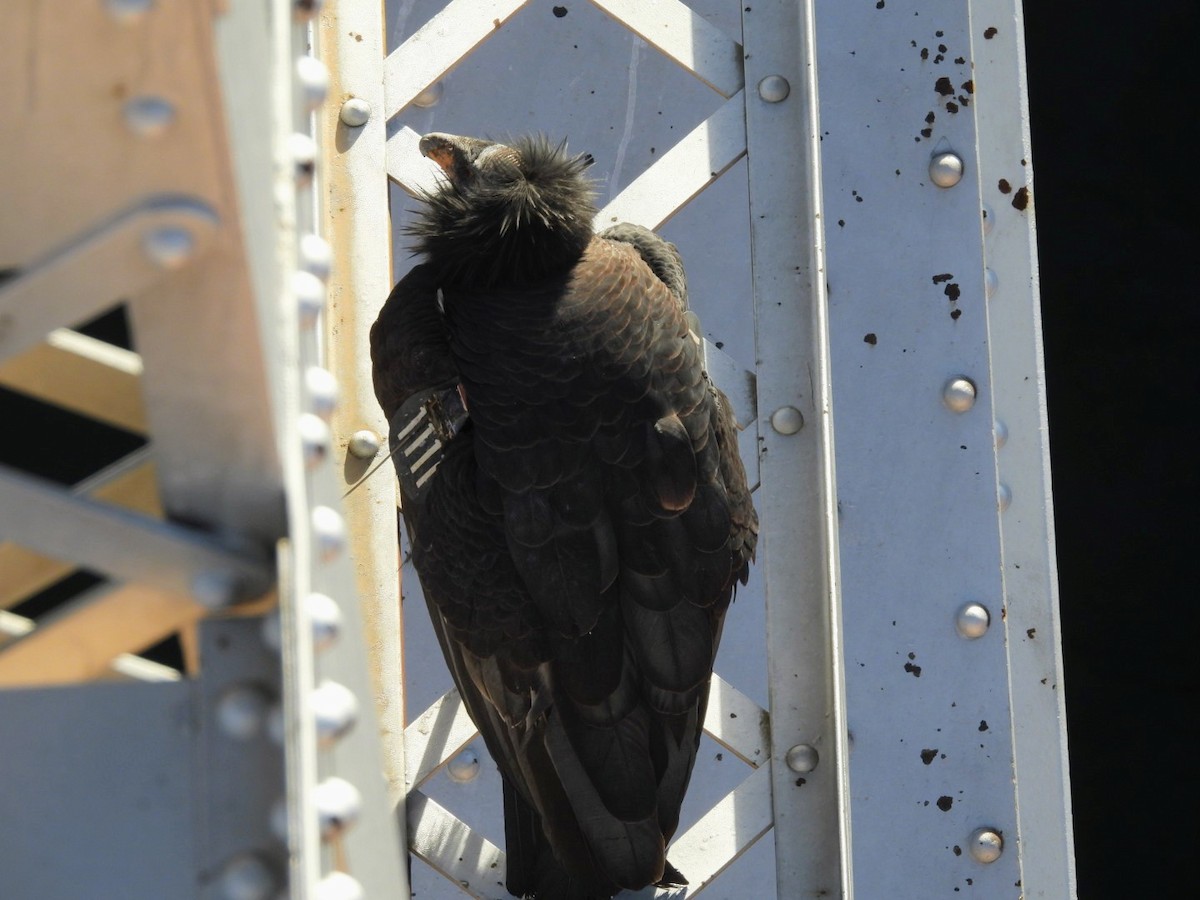 California Condor - ML646089437