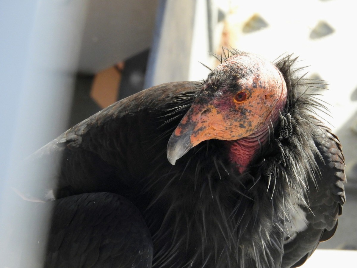 California Condor - ML646089438