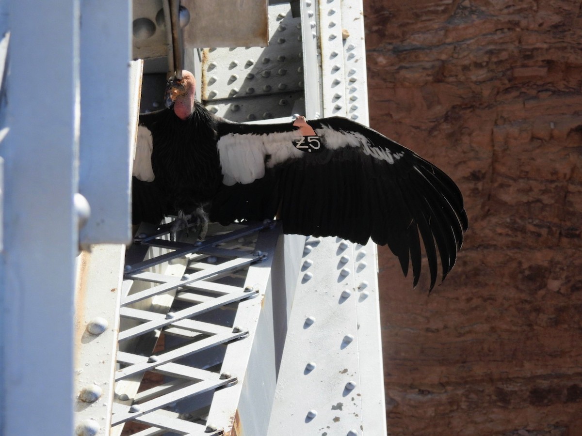 California Condor - ML646089439