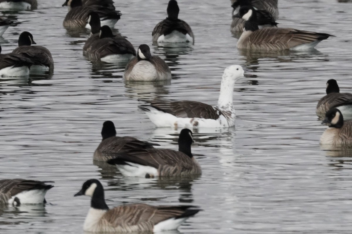 Snow Goose - ML646089443