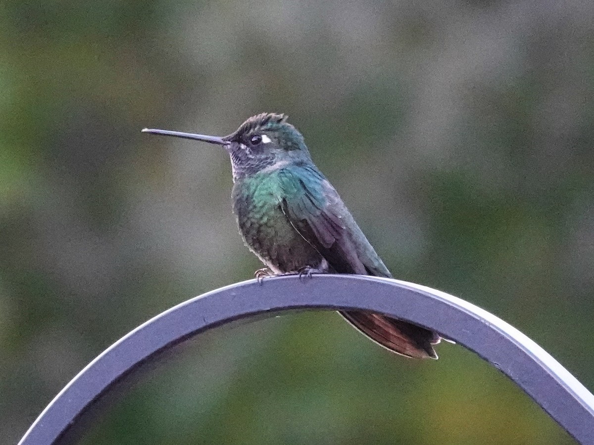 Rivoli's Hummingbird - ML646089445