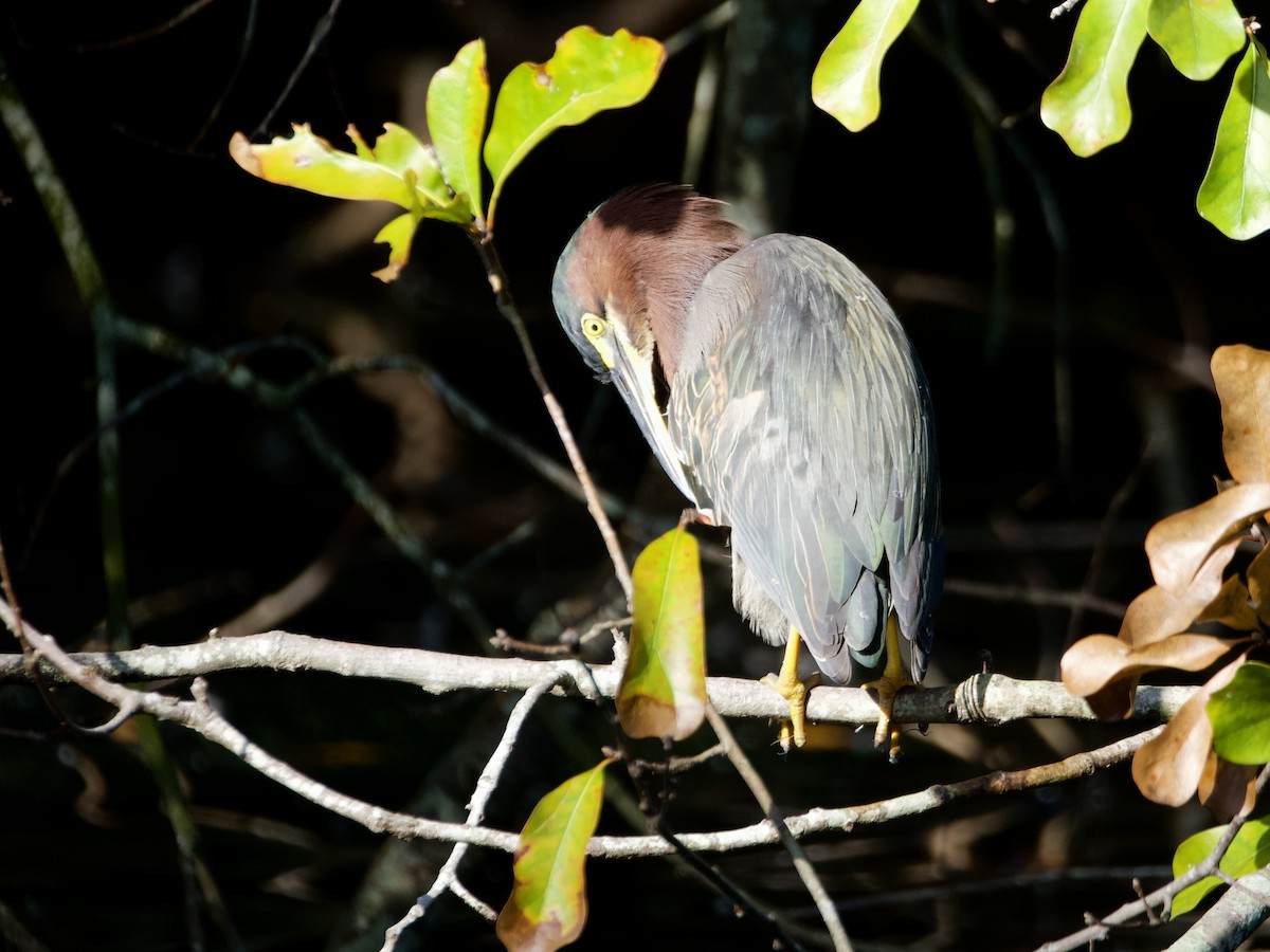 Héron vert - ML646089446