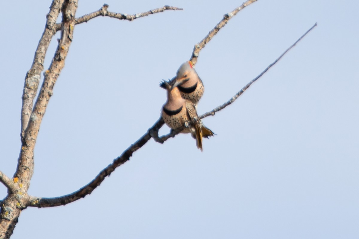 gullspett (auratus/luteus) - ML646089447