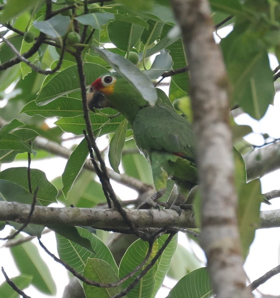 Red-lored Amazon - ML646089449