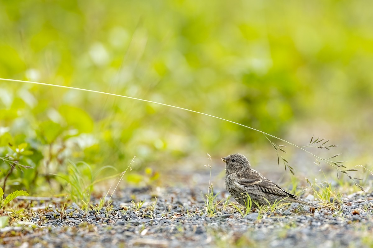 stripesisik - ML646089453