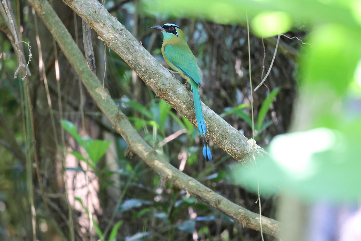 Диадемовый момот - ML646089457