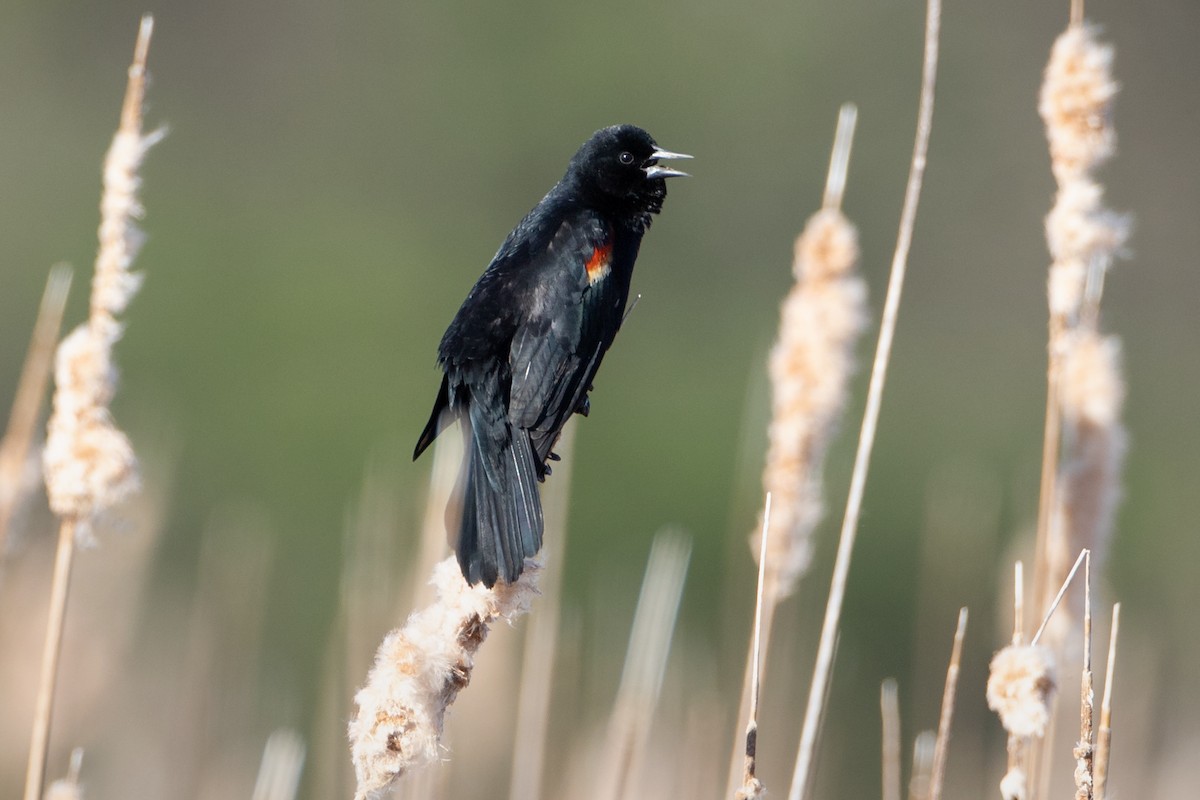 Red-winged Blackbird - ML646089458