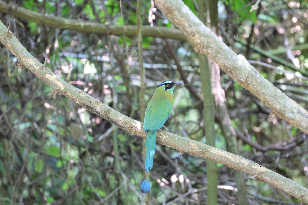 Диадемовый момот - ML646089459