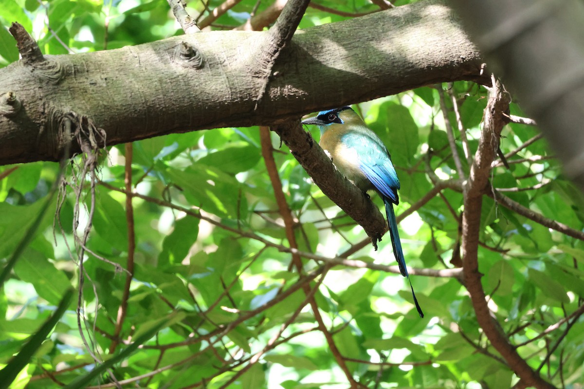 Диадемовый момот - ML646089460