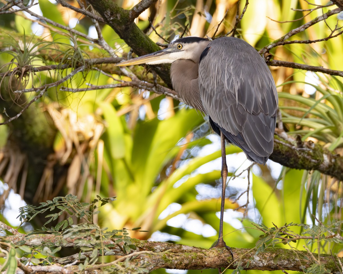 Koartza hauskara amerikarra - ML646089461