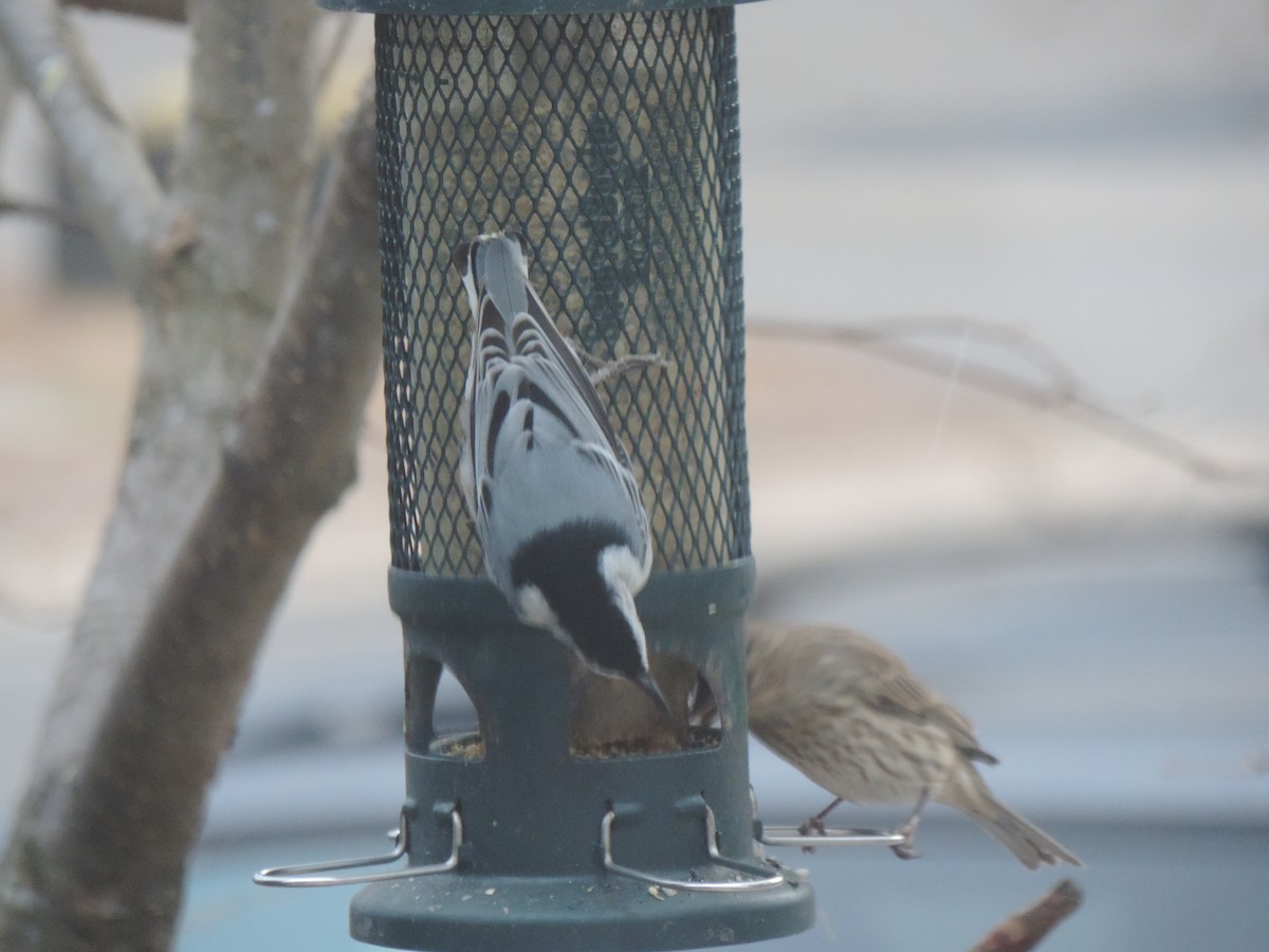Sittelle à poitrine blanche - ML646089463