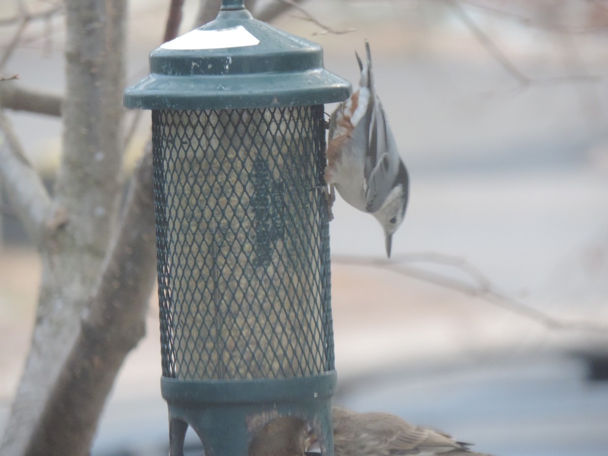 Sittelle à poitrine blanche - ML646089466