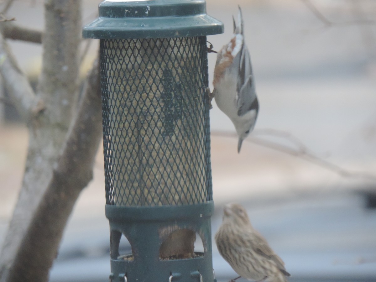 Sittelle à poitrine blanche - ML646089467