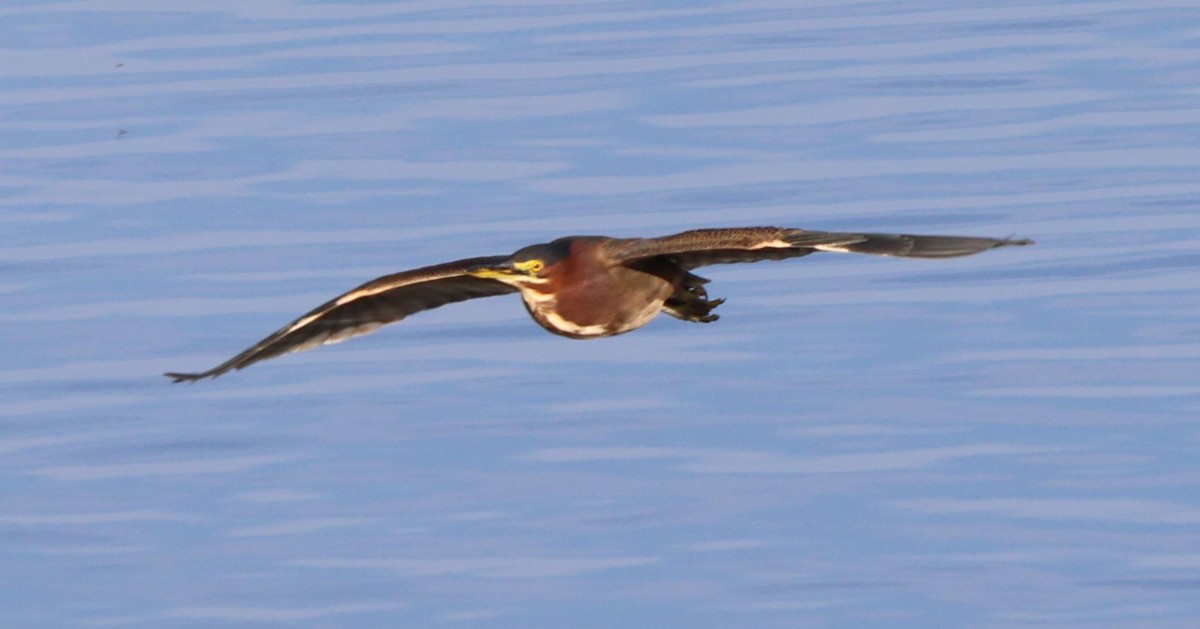 Green Heron - ML646089468