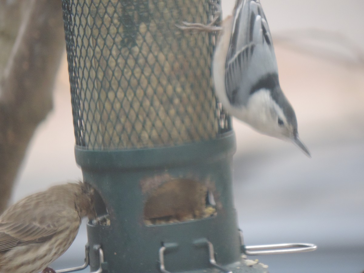 Sittelle à poitrine blanche - ML646089469