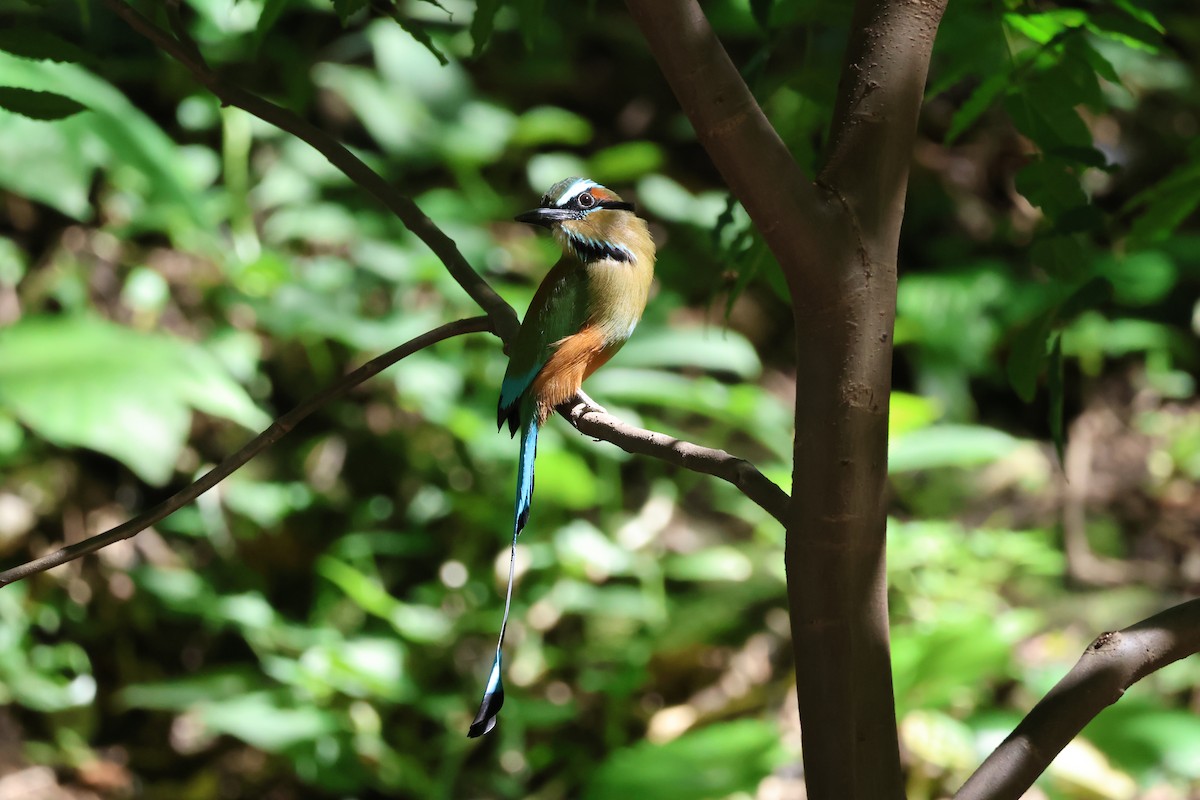Turquoise-browed Motmot - ML646089473