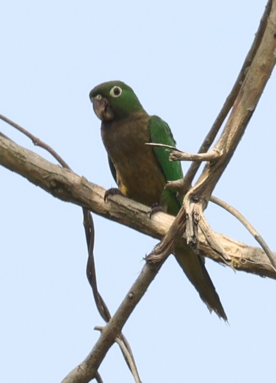 Olive-throated Parakeet - ML646089474