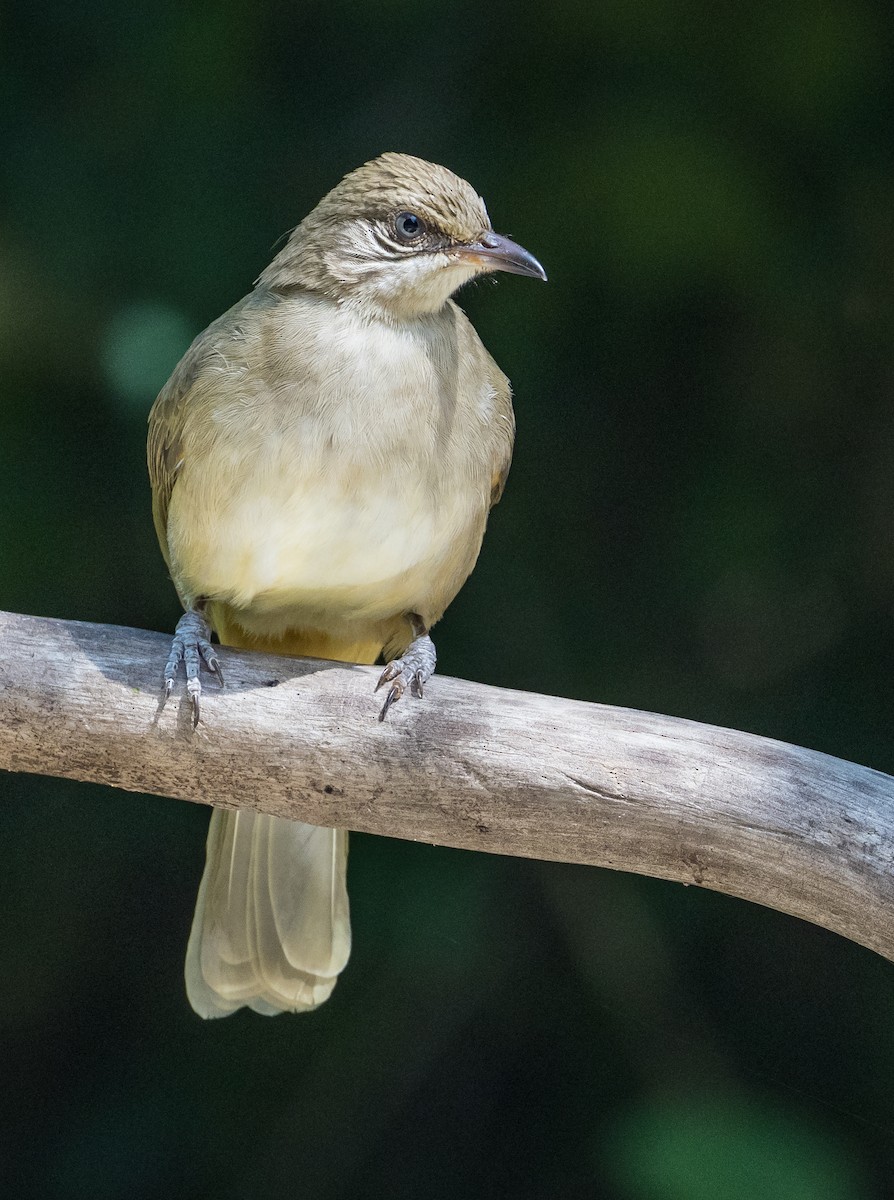 Bulbul de Blanford Oriental - ML646089475
