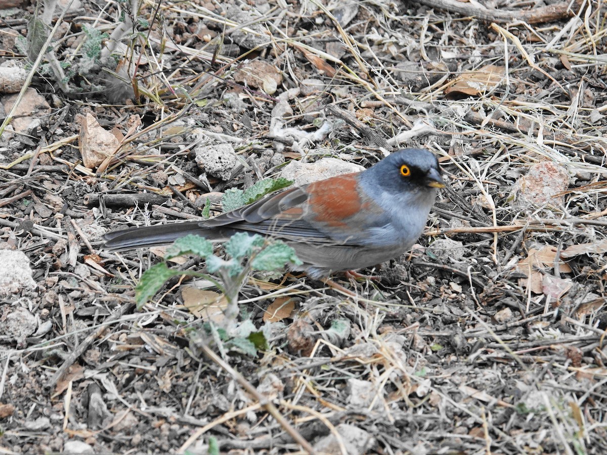 Junco Ojilumbre - ML646089478