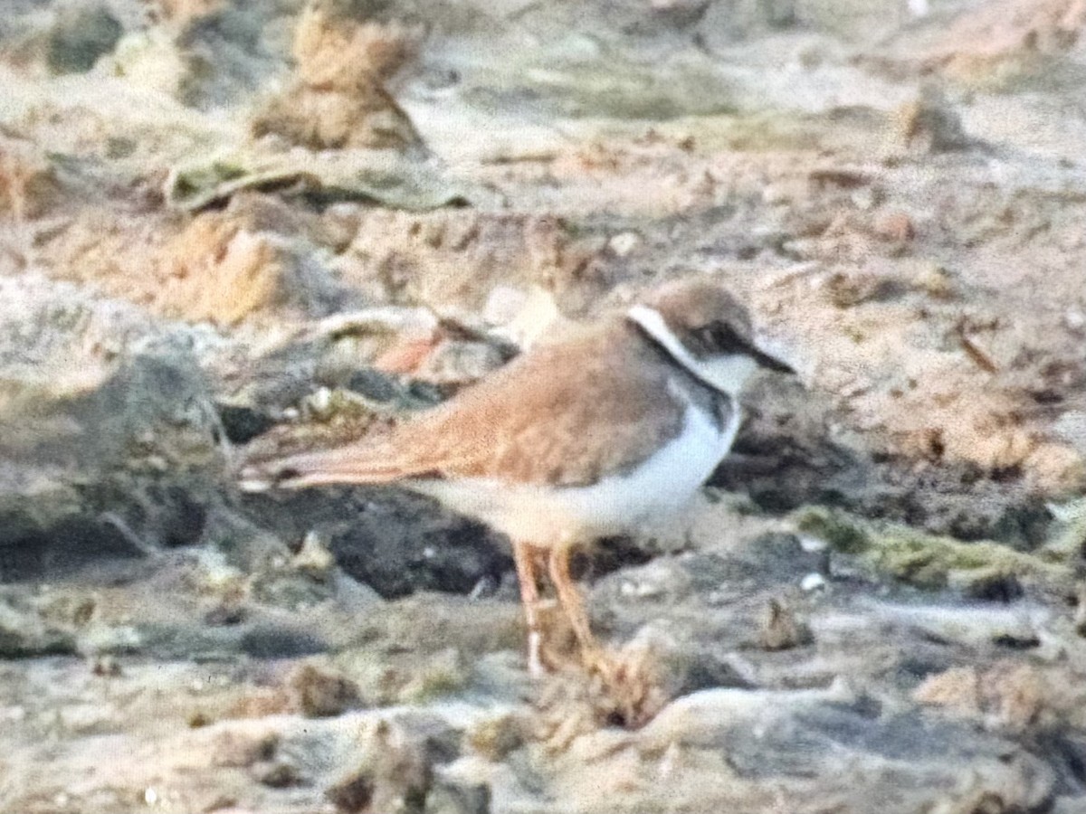 Chorlitejo Chico - ML646089487