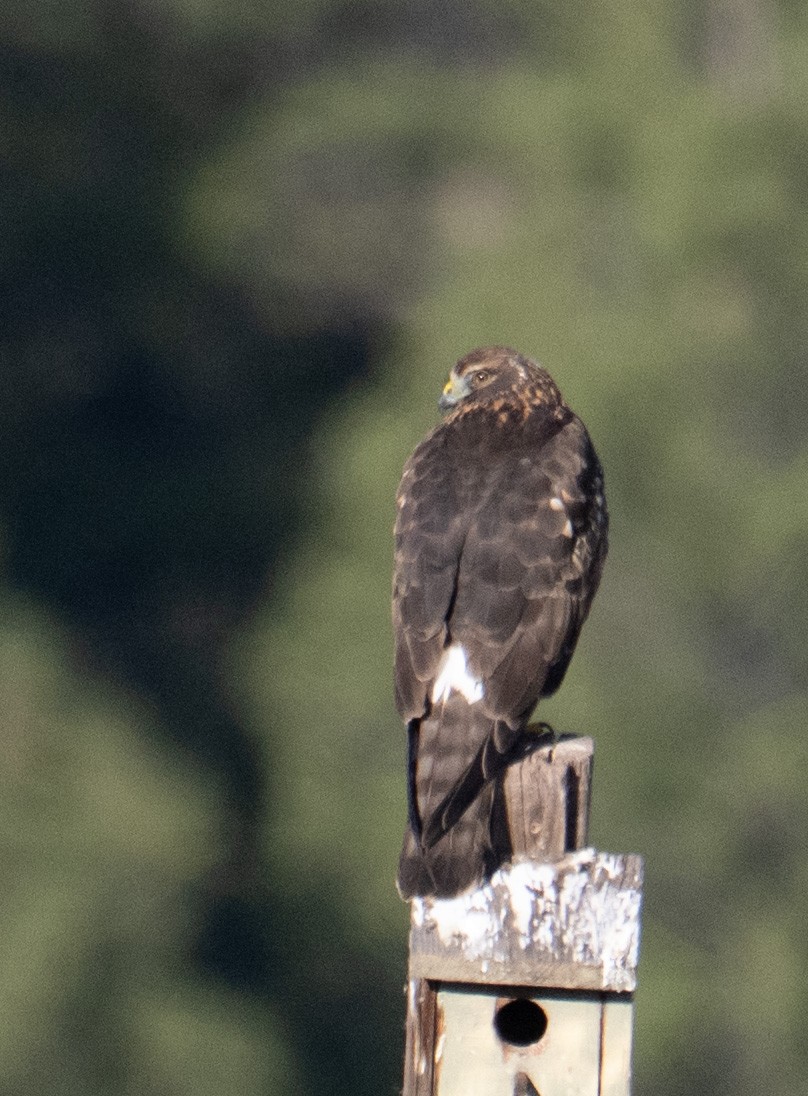 Aguilucho de Hudson - ML646089488