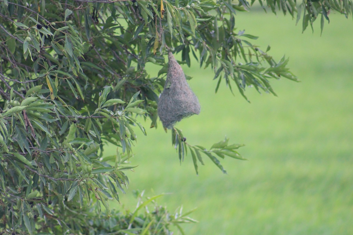 Tejedor Baya - ML646089489