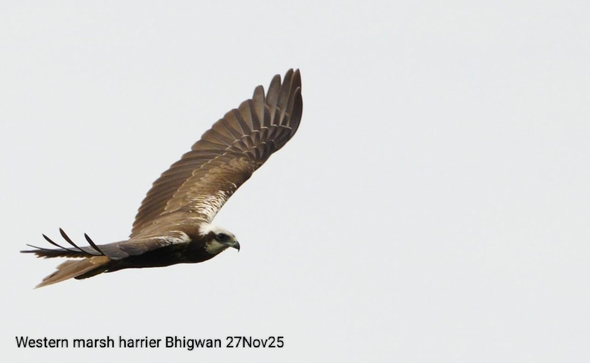 Aguilucho Lagunero Occidental - ML646089490
