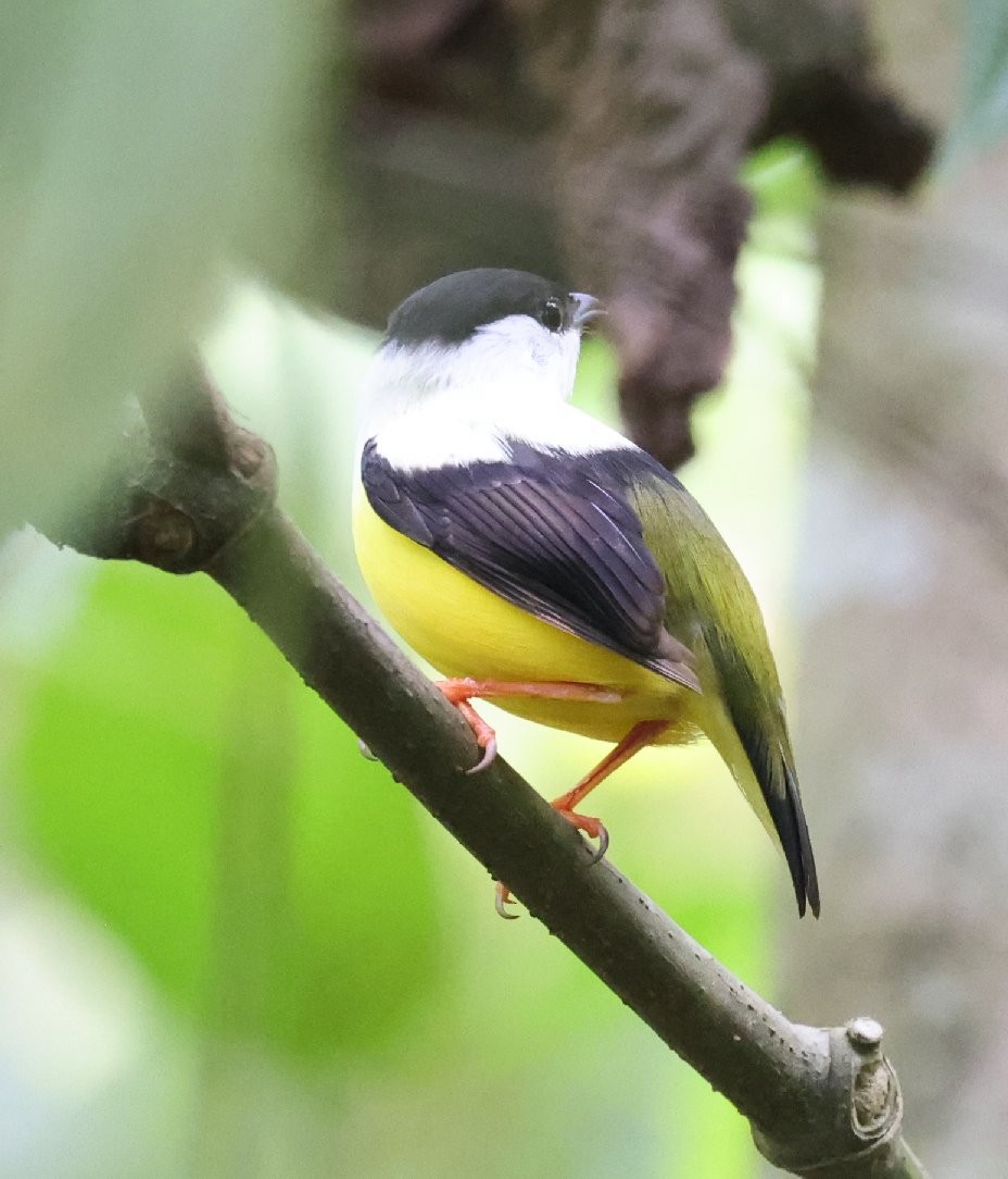 Saltarín Cuelliblanco - ML646089491