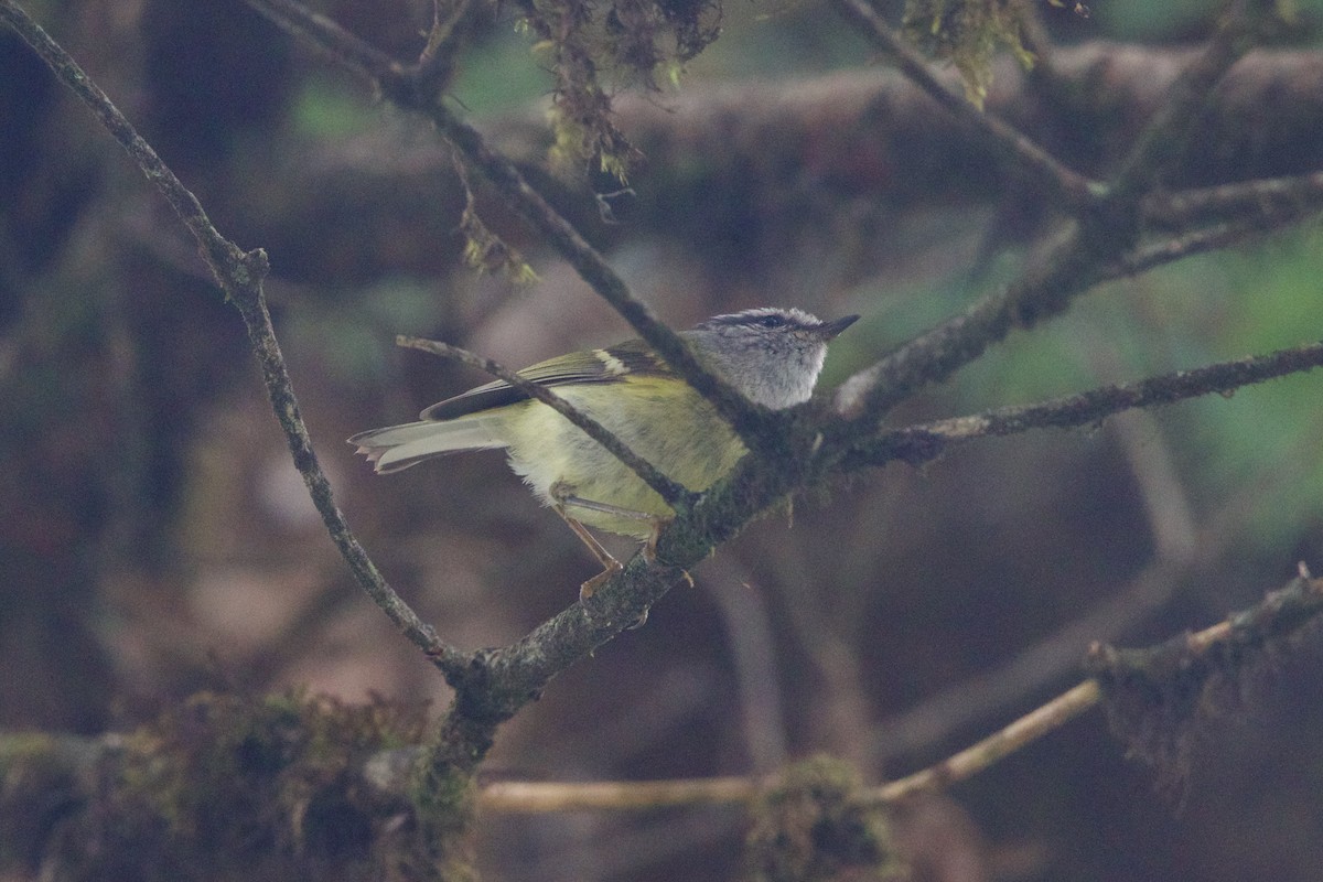 Mosquitero Gorjigrís - ML646089493