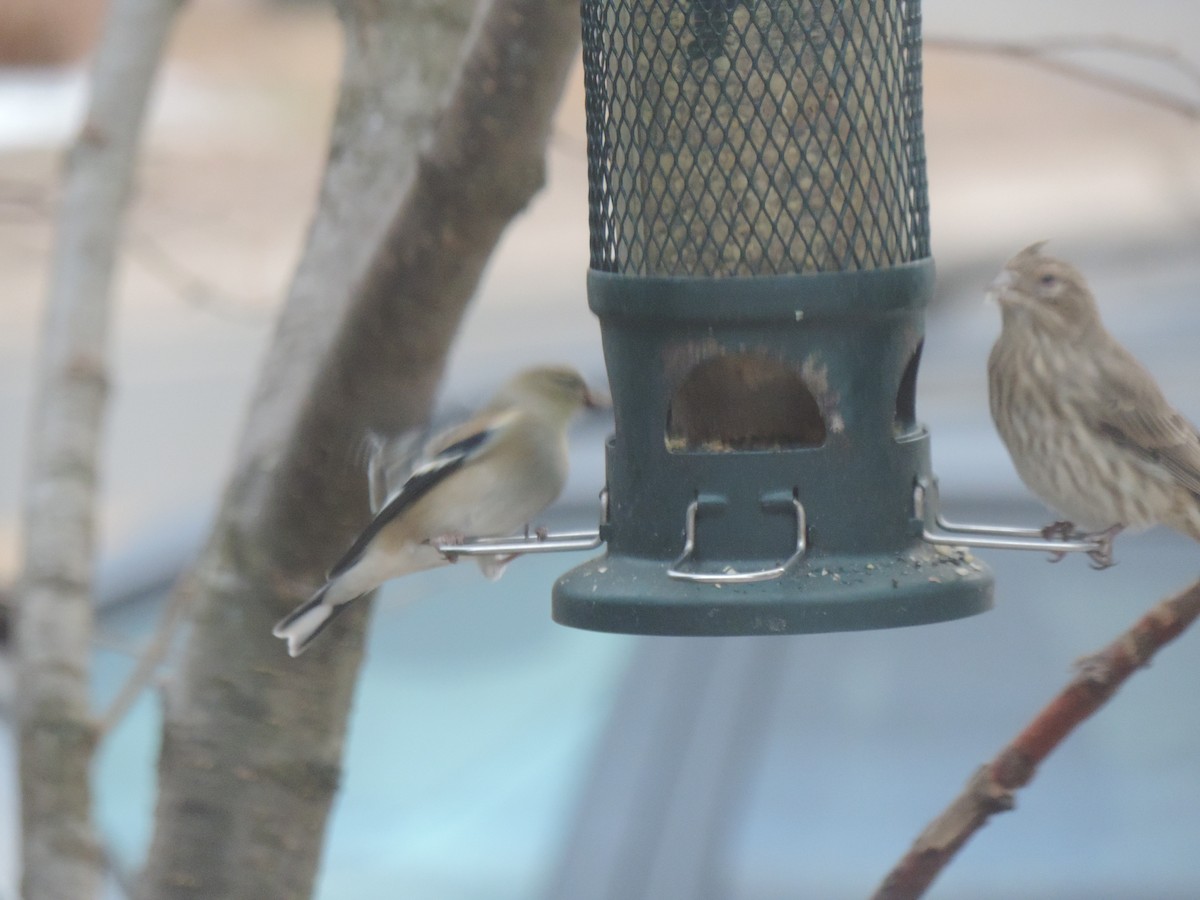 Jilguero Yanqui - ML646089495