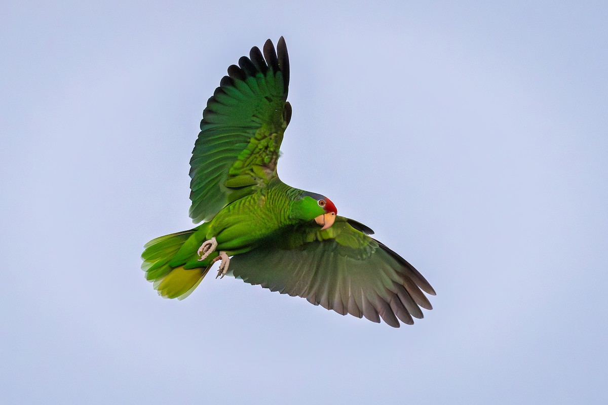 Amazona Tamaulipeca - ML646089496