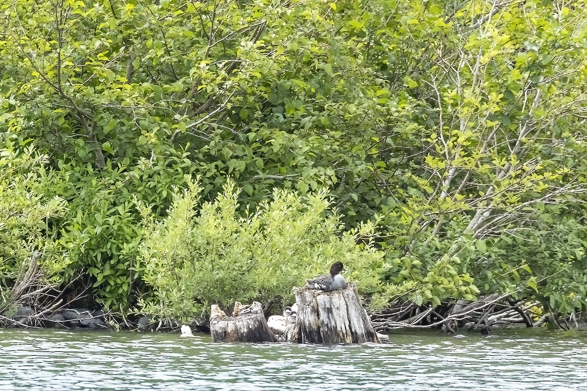 Porrón Islándico - ML646089497