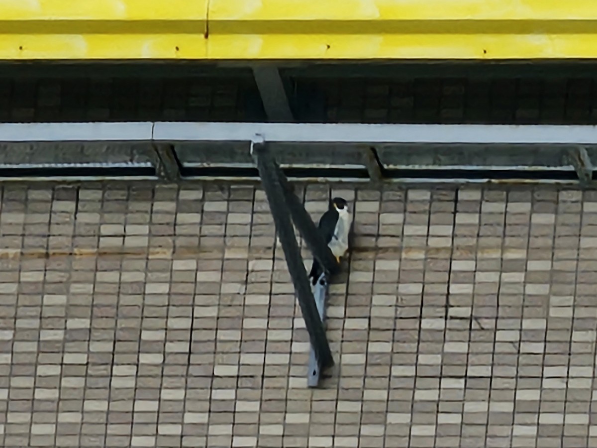 Halcón Peregrino - ML646089498