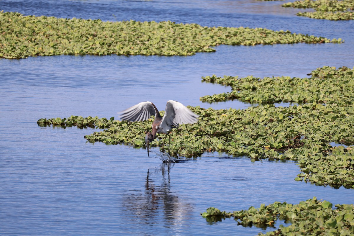 Garceta Tricolor - ML646089500