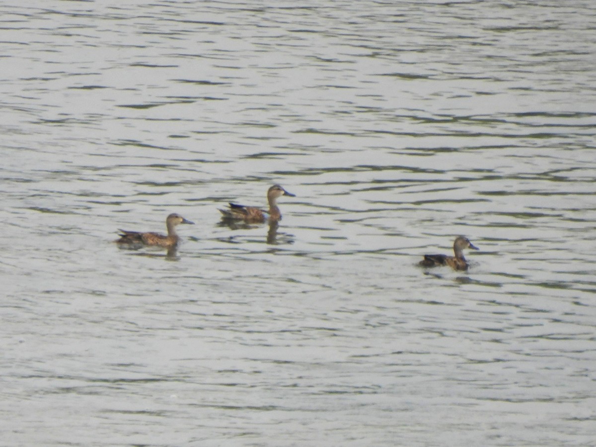 Cerceta Aliazul - ML646089502