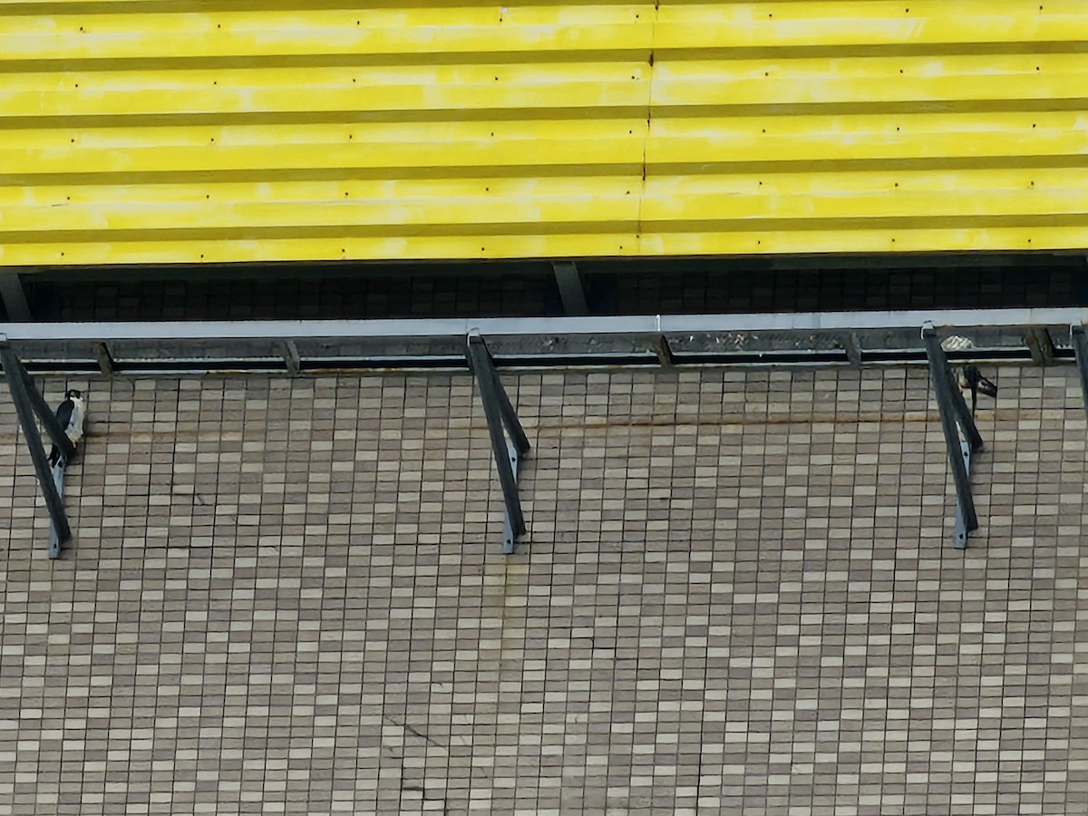 Halcón Peregrino - ML646089503