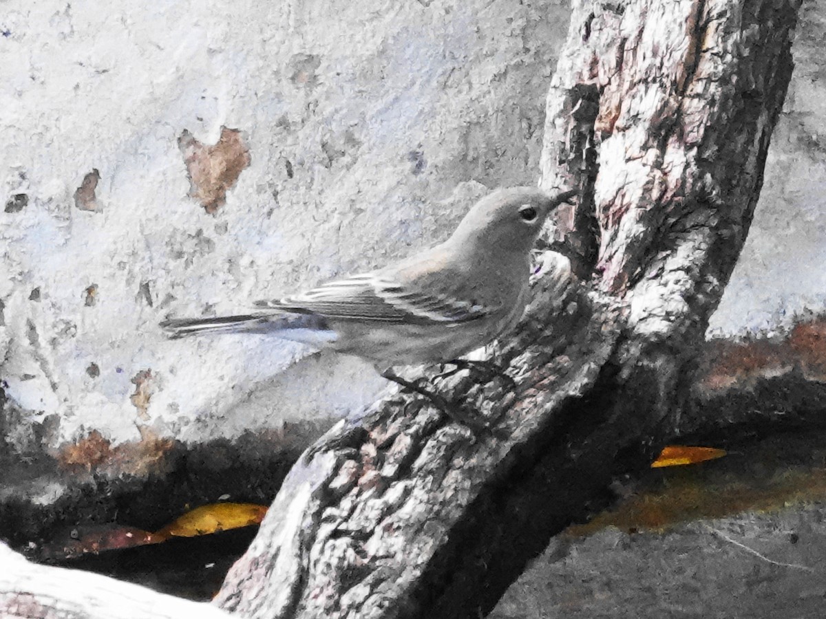 Reinita Coronada - ML646089505