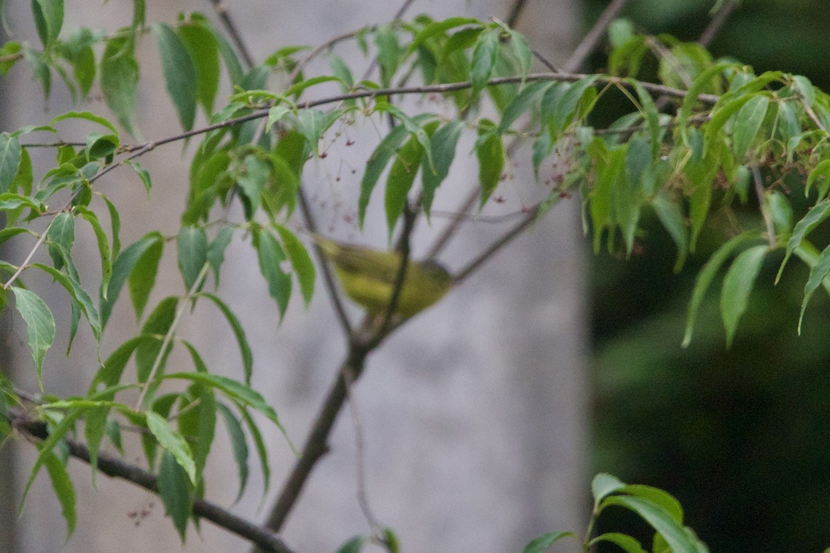 Mosquitero de Bianchi - ML646089506