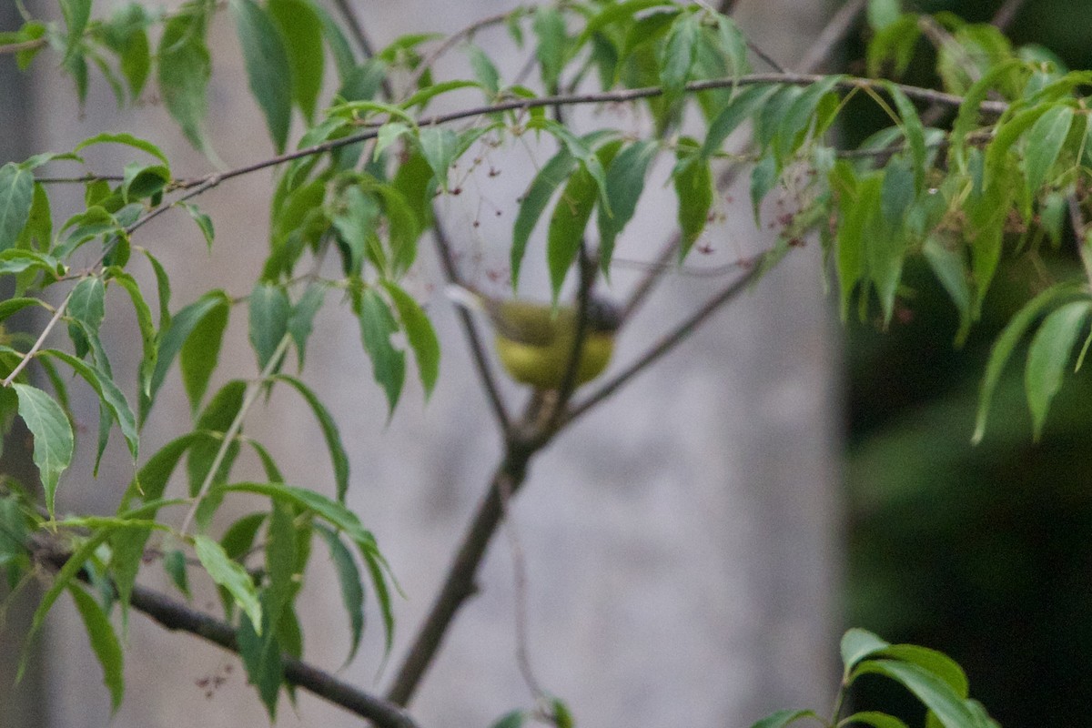 Mosquitero de Bianchi - ML646089507