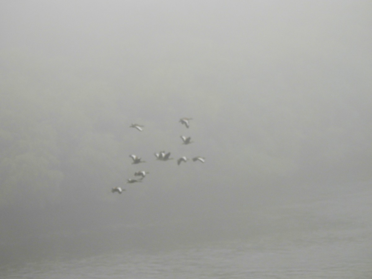 Suirirí Piquirrojo - ML646089510