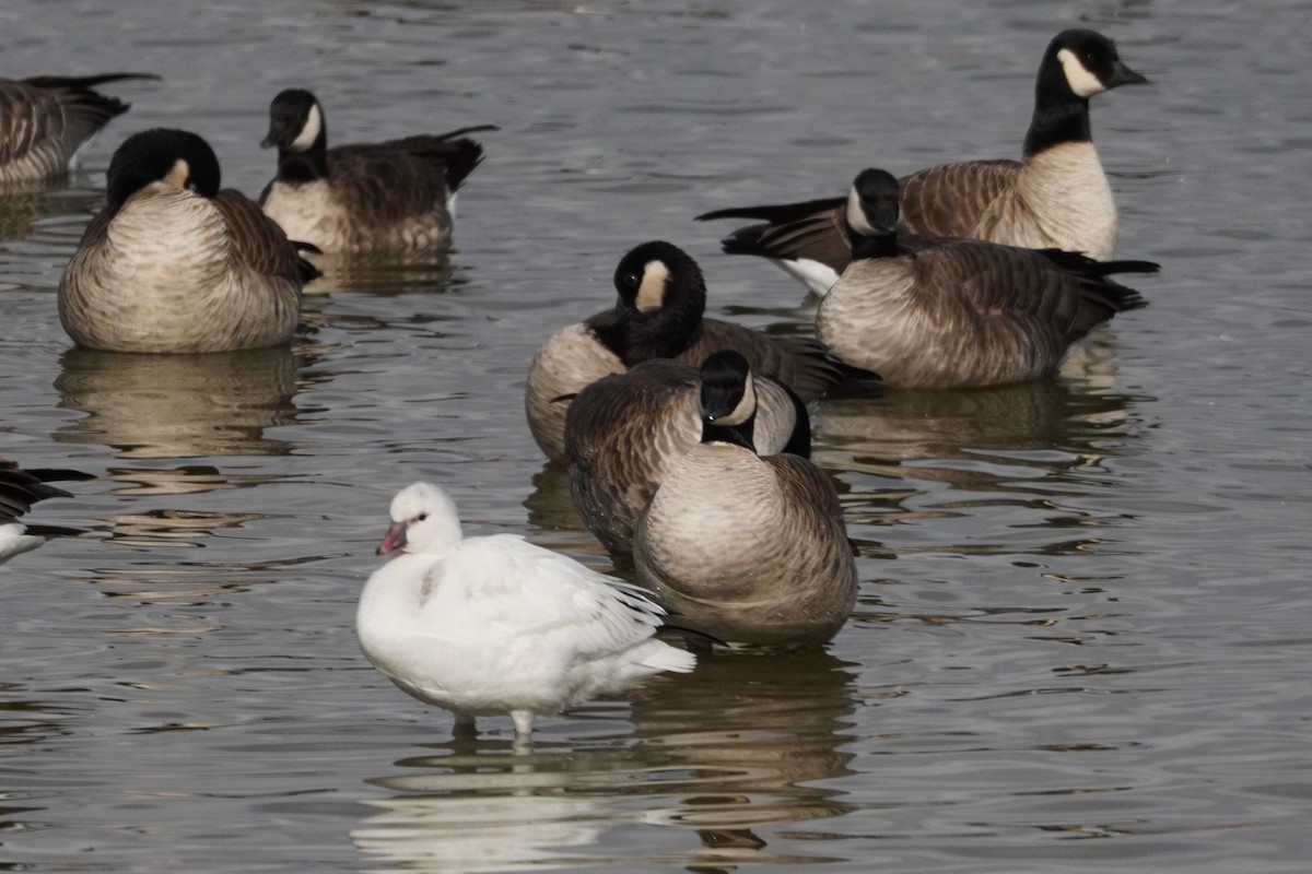 Ross's Goose - ML646089512