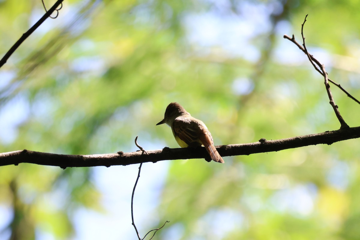 Dusky-capped Flycatcher - ML646089513