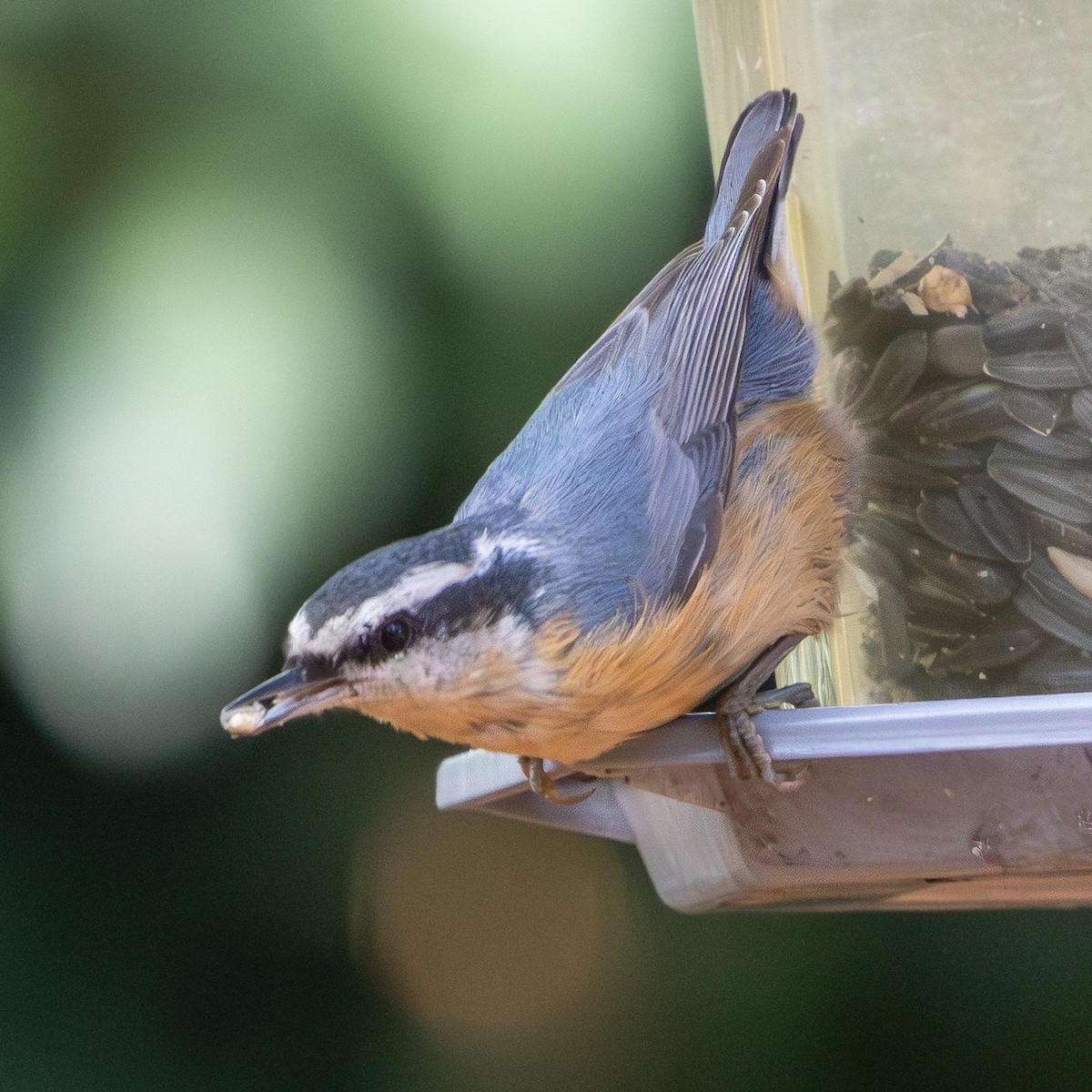 Red-breasted Nuthatch - ML646089522