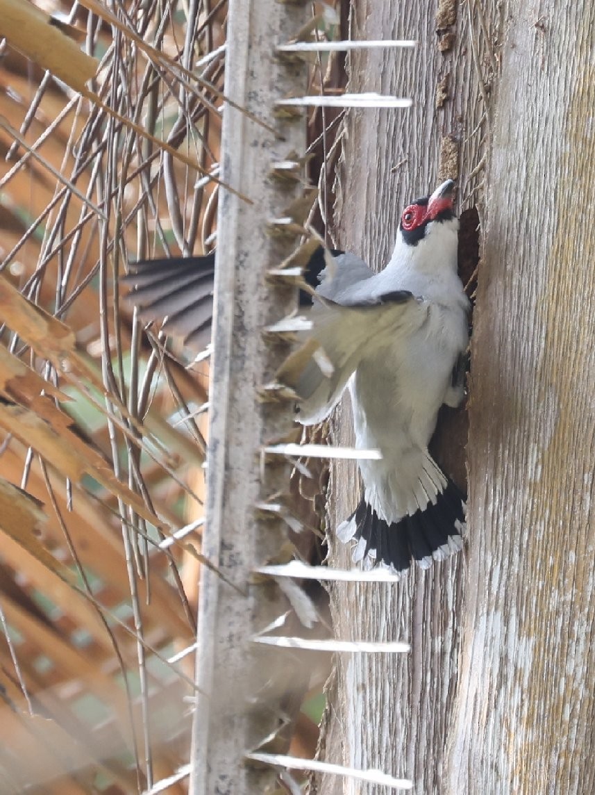 Masked Tityra - ML646089525