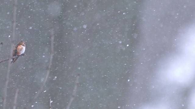 Kızıl Sırtlı Kolibri - ML646089530