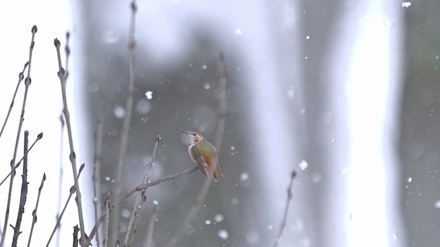 Kızıl Sırtlı Kolibri - ML646089531