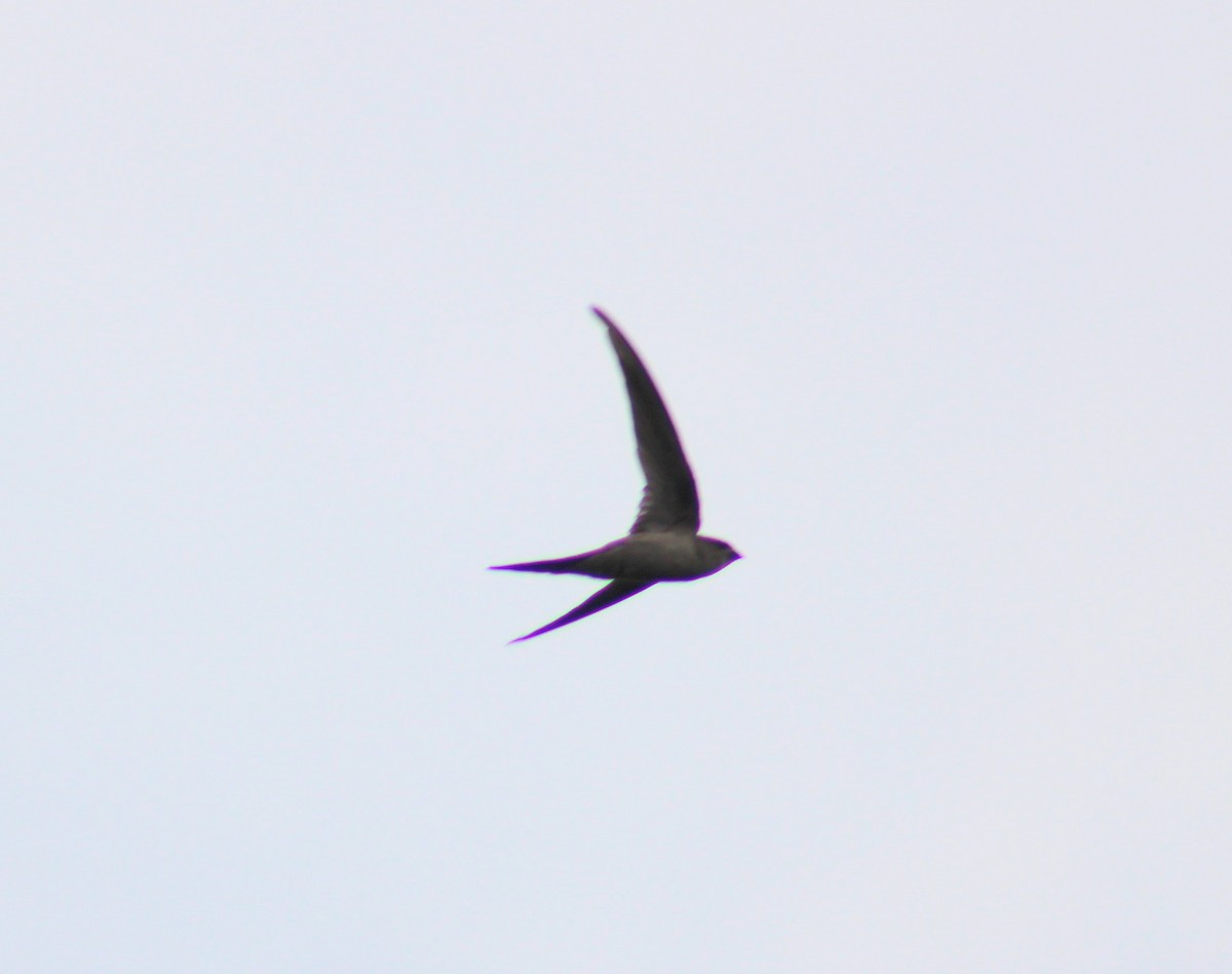 Asian Palm Swift - ML646089533