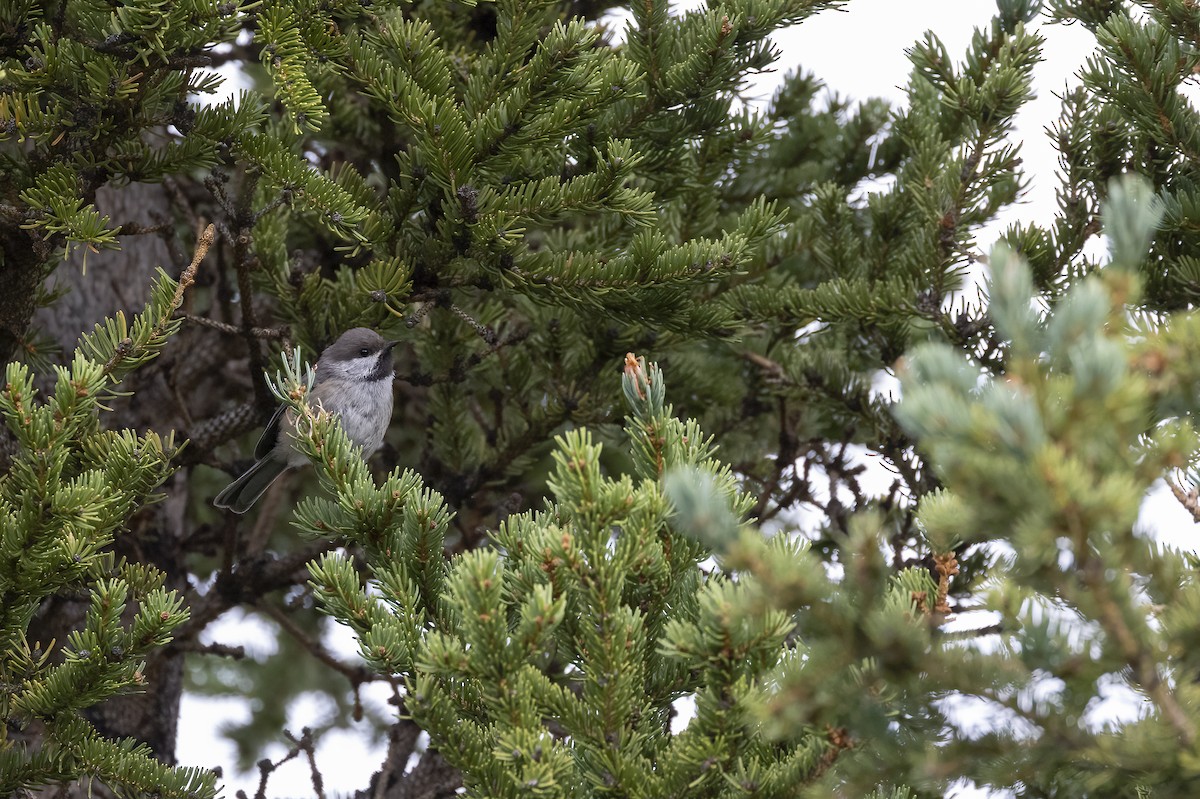 Boreal Chickadee - ML646089534