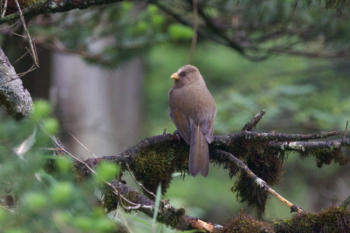 Great Parrotbill - ML646089536