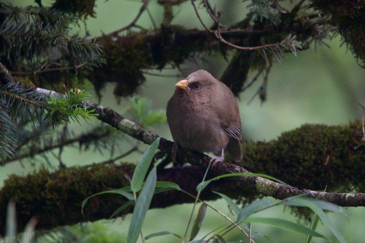 Great Parrotbill - ML646089538